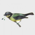 Thermochromic heat transfer printing 